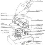 Microscope Drawing Template At Getdrawings | Free Download inside Microscope Parts And Use Worksheet