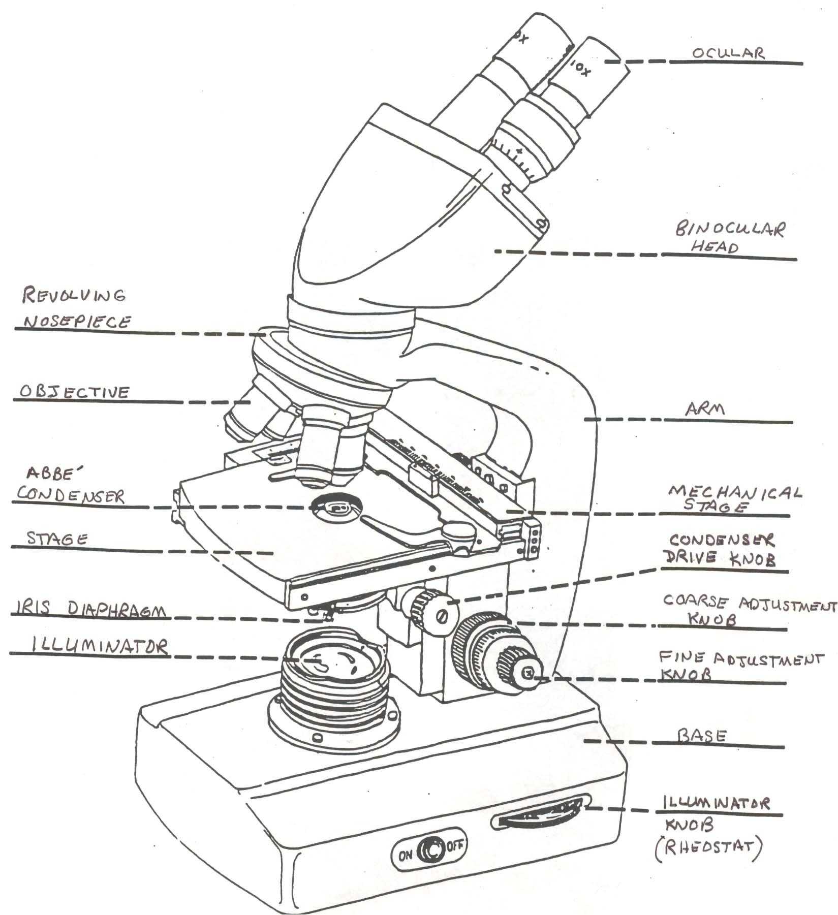 Microscope Drawing Template At Getdrawings | Free Download inside Microscope Parts And Use Worksheet