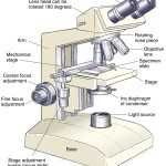 Microscope Drawing Worksheet At Getdrawings | Free Download Within Microscope Parts And Use Worksheet