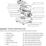 Microscope Parts And Use Worksheet – Doeco With Regard To Parts Of A Microscope Worksheet