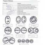Mitosis And Meiosis Worksheet Answer Key For Mitosis Vs Meiosis Worksheet Answers