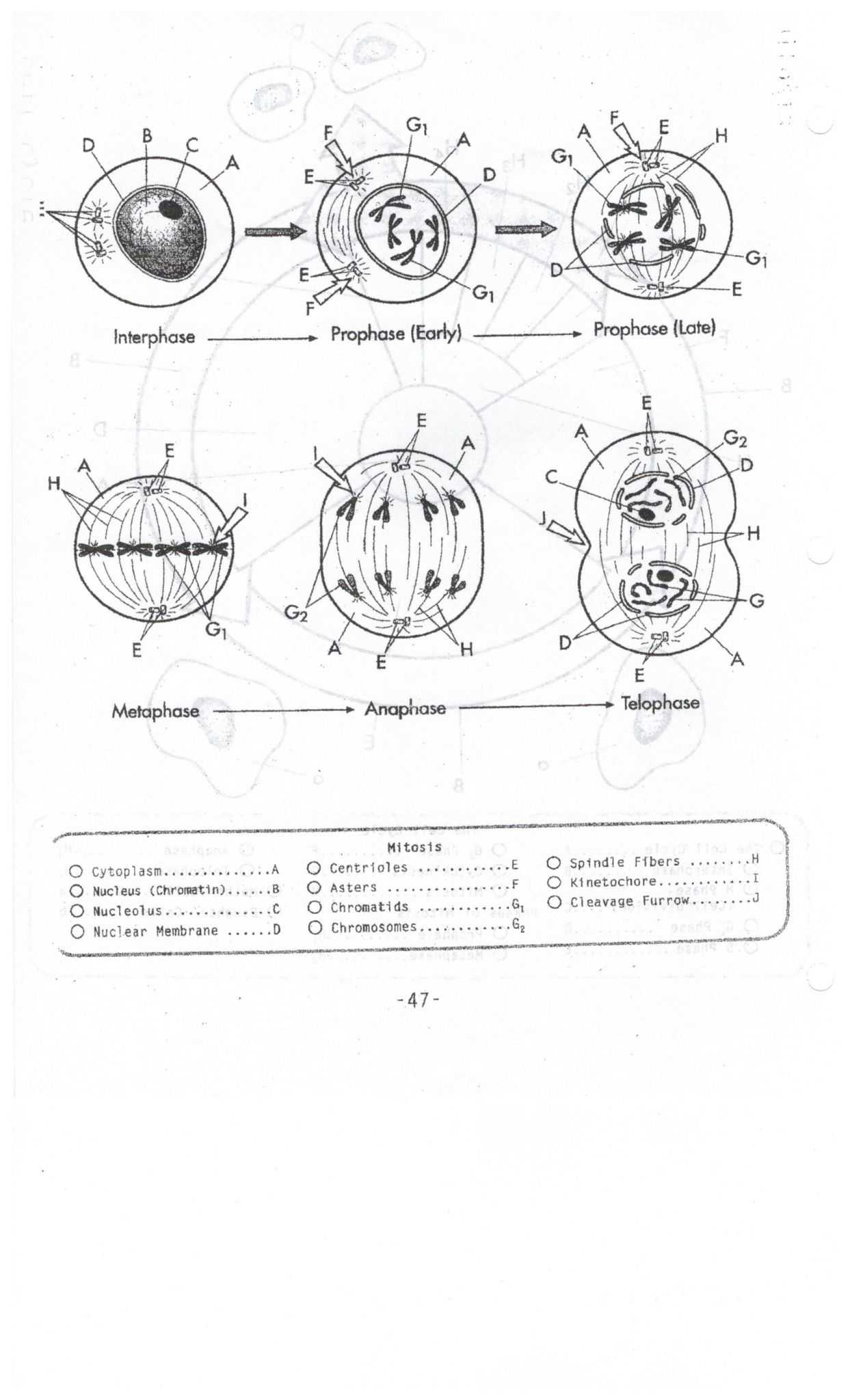 Mitosis And Meiosis Worksheet Answer Key with regard to Cell Cycle Worksheet Answer Key