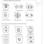 Mitosis And Meiosis Worksheet Answers Key — Villardigital Library For for The Cell Cycle Worksheet