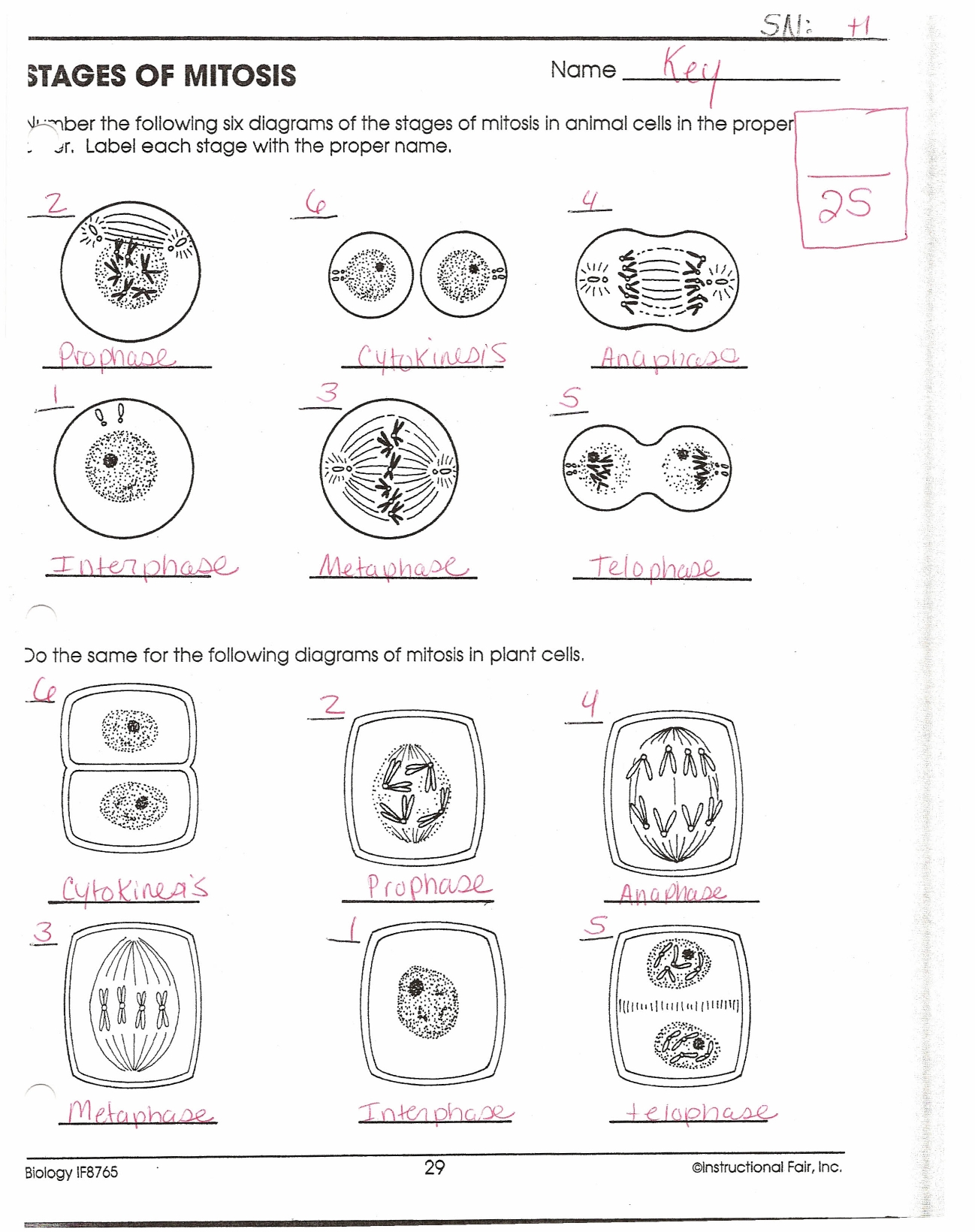 Mitosis And Meiosis Worksheet Answers Key — Villardigital Library For for The Cell Cycle Worksheet