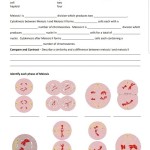Mitosis Versus Meiosis Worksheet Answer Key In Cell Reproduction Worksheet Answers