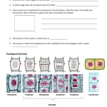 Mitosis Virtual Lab Worksheet Answers - Paceinspire for Cell Cycle And Mitosis Worksheet