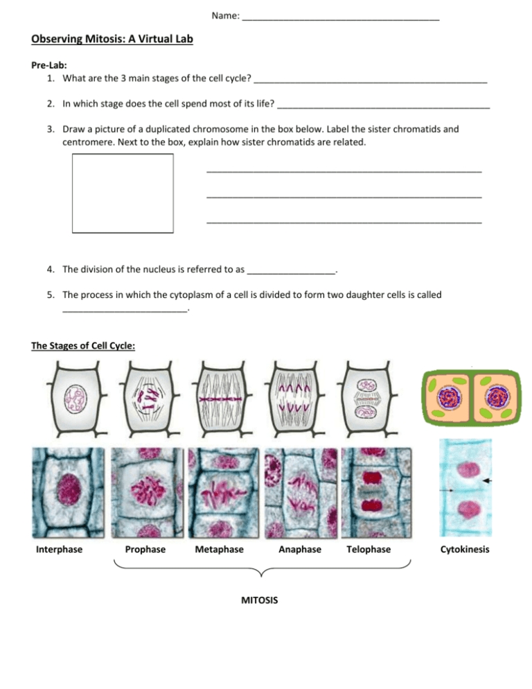 Mitosis Virtual Lab Worksheet Answers - Paceinspire for Cell Cycle And Mitosis Worksheet