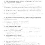 Mitosis Worksheet Phases Of The Cell Cycle Answers — Db Excel With Cell Cycle Worksheet Answers