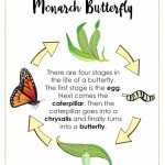 Monarch Butterfly Life Cycle Printables Throughout Butterfly Life Cycle Worksheet
