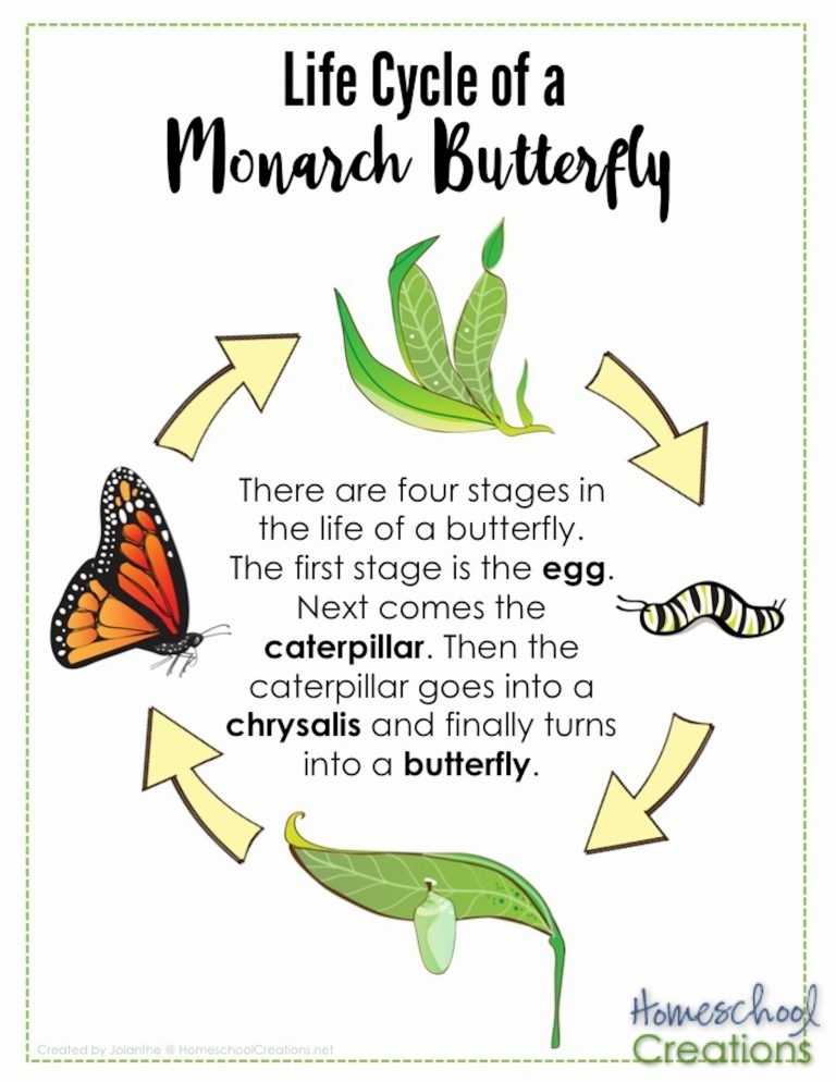 Monarch Butterfly Life Cycle Printables Throughout Butterfly Life Cycle Worksheet