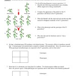 Monohybrid And Test Cross Practice Problems — Db Excel Regarding Genetics Practice Problem Worksheet