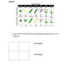 Monohybrid Cross Practice Problems Worksheet intended for Monohybrid Cross Practice Problems Worksheet