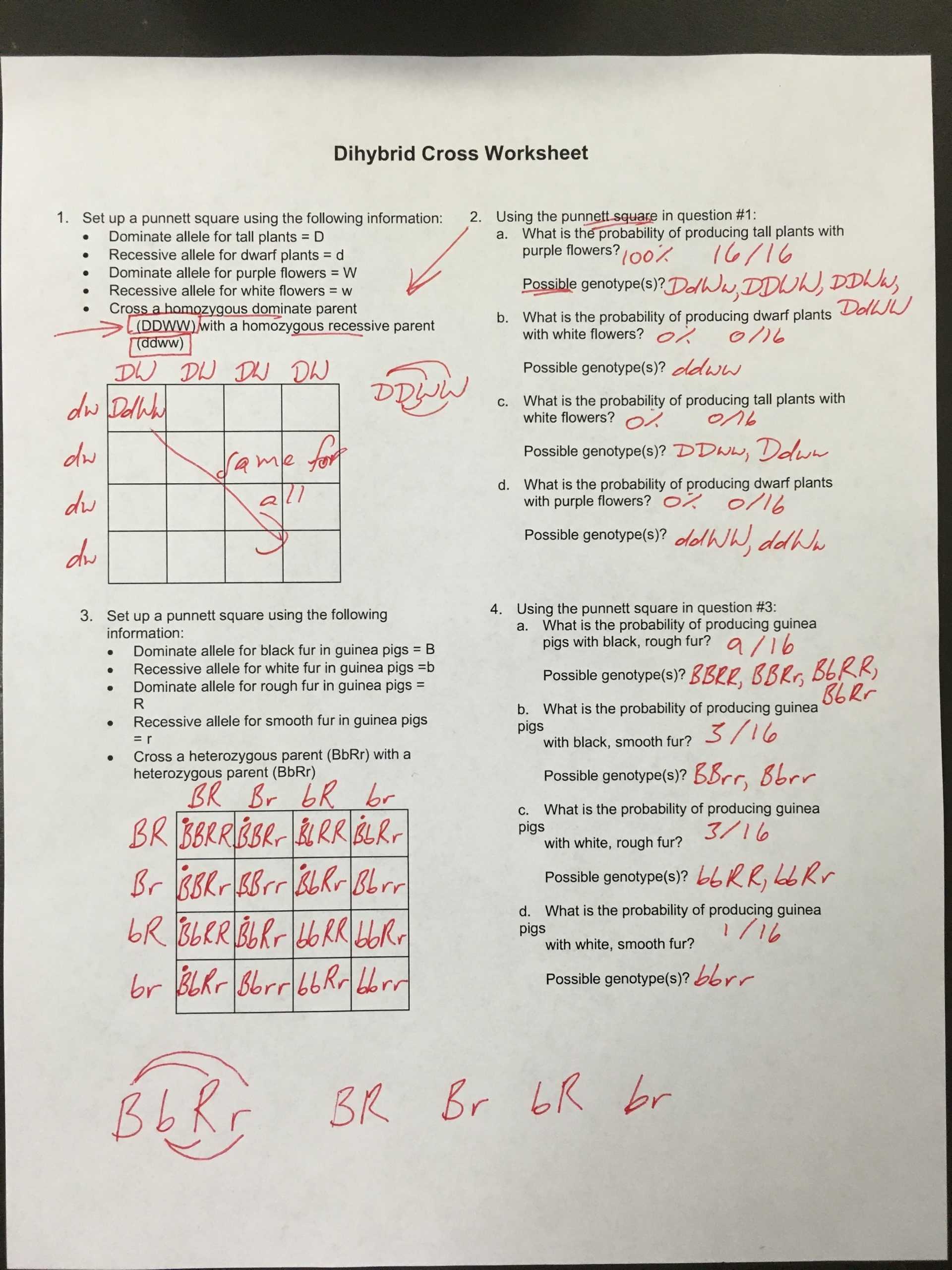 Monohybrid Cross Worksheet Answers | Education Template Intended For Monohybrid Cross Worksheet Answers
