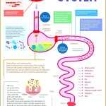 Mouth Can Eat Worksheet | Printable Worksheets And Activities For with Digestive System Worksheet Answers