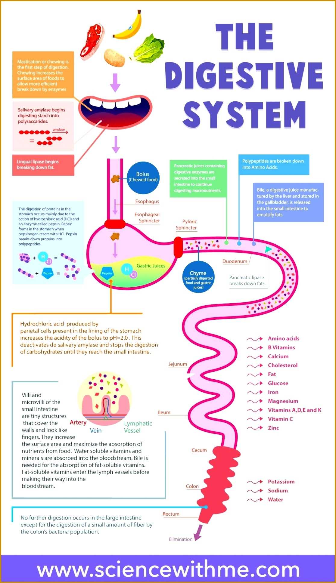 Mouth Can Eat Worksheet | Printable Worksheets And Activities For with Digestive System Worksheet Answers