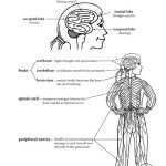Nervous System Structure And Function Diagram (Copy Ready) For Nervous System Worksheet High School