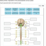 Organization Of The Nervous System Worksheet – Handmademed Regarding Nervous System Worksheet High School