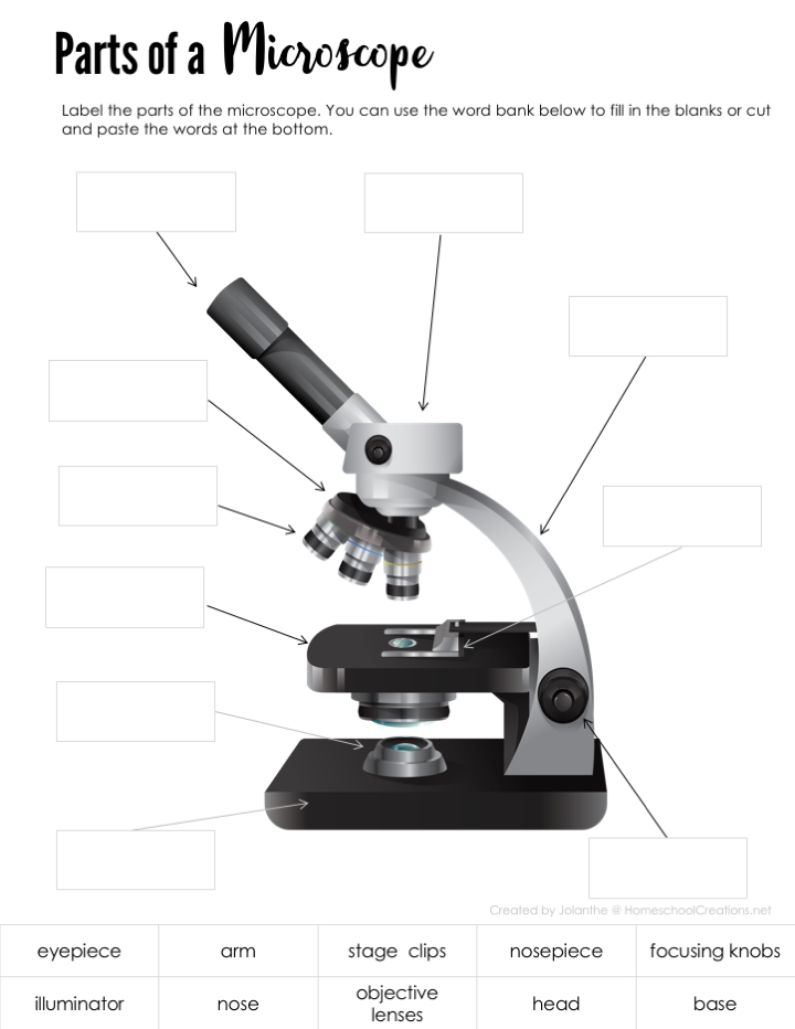 Parts Of A Microscope Worksheet - Homeschoolcreations with Parts Of A Microscope Worksheet