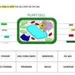 Parts Of A Plant Cell Diagram Worksheet pertaining to Label Plant Cell Worksheet