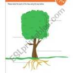 Parts Of A Tree – Esl Worksheet By Lalosh93 Pertaining To Parts Of A Tree Worksheet