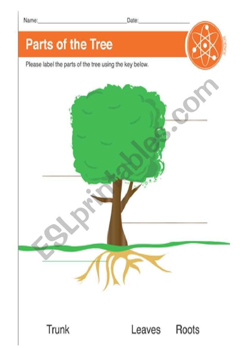 Parts Of A Tree - Esl Worksheet By Lalosh93 Pertaining To Parts Of A Tree Worksheet