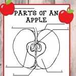 Parts Of An Apple: Free Printable Color And Label Worksheet For Parts Of An Apple Worksheet