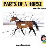 Parts Of Horse Interactive Worksheet Intended For Parts Of The Horse Worksheet