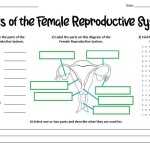 Parts Of The Female Reproductive System | Teaching Resources Throughout The Female Reproductive System Worksheet