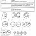 Phases Of Meiosis Worksheet | Briefencounters for Meiosis Matching Worksheet Answer Key