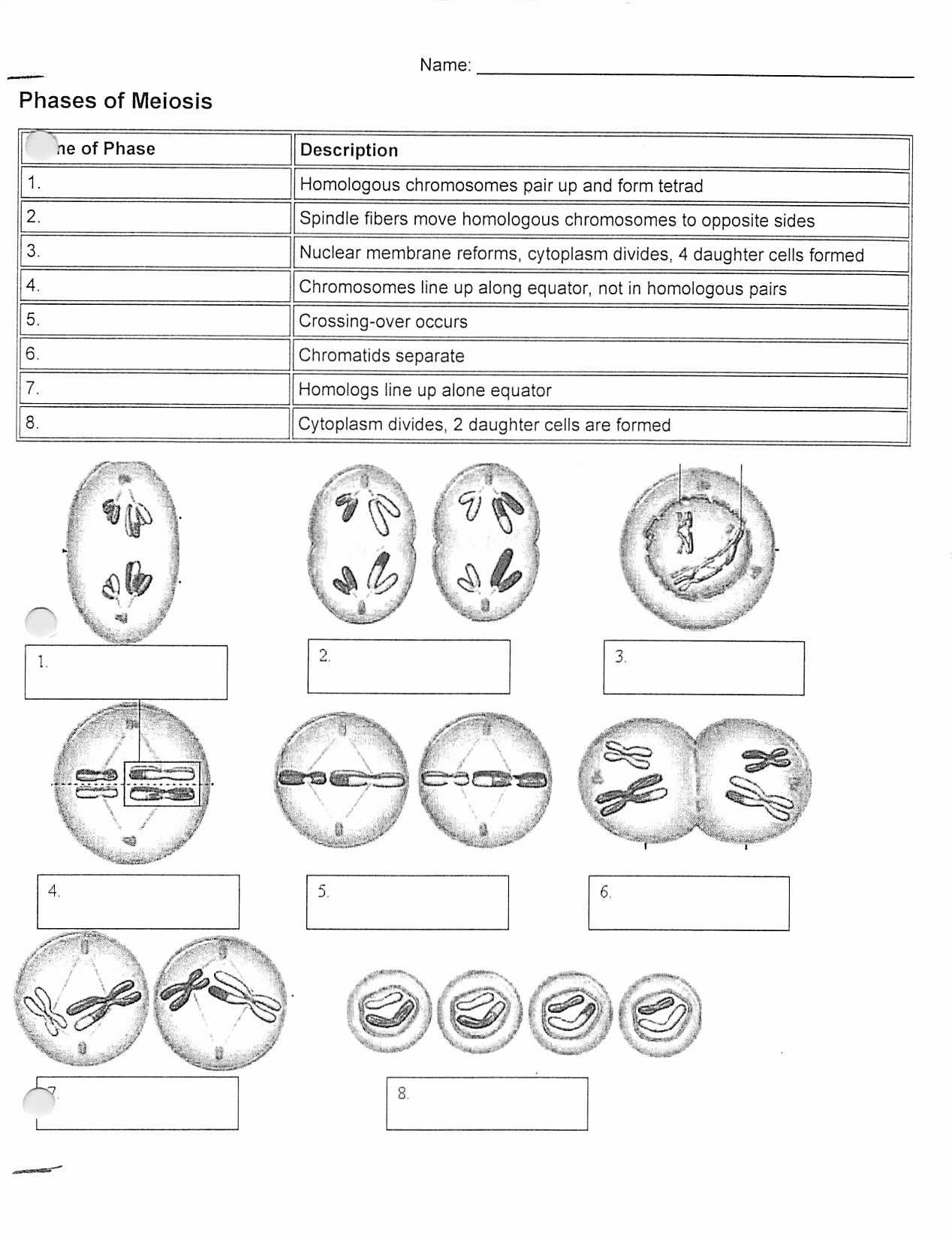 Phases Of Meiosis Worksheet | Briefencounters for Meiosis Matching Worksheet Answer Key