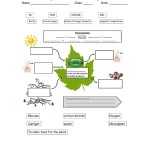 Photosynthesis And Cellular Respiration Worksheet Inside Cellular Respiration Review Worksheet