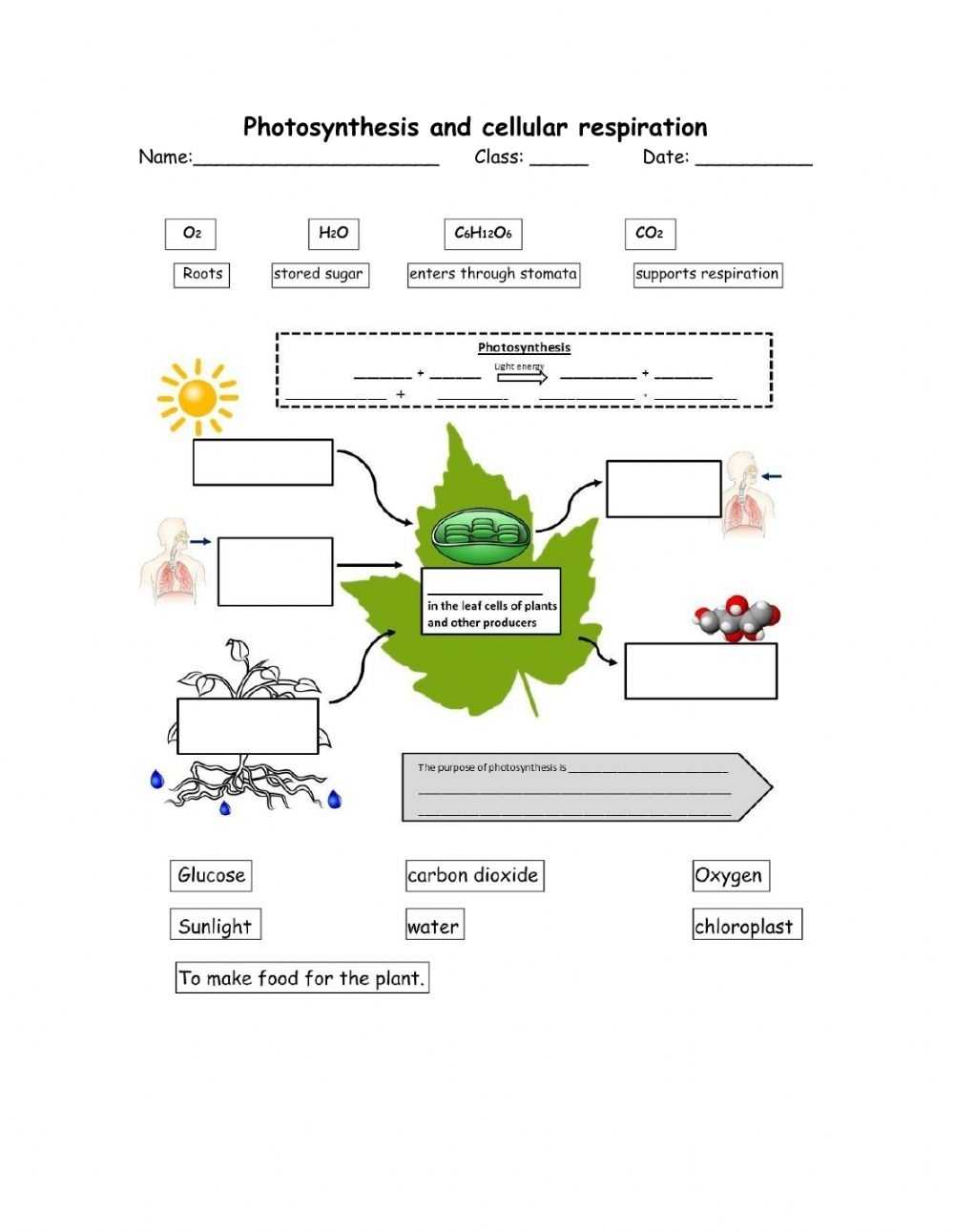 Photosynthesis And Cellular Respiration Worksheet Inside Cellular Respiration Review Worksheet