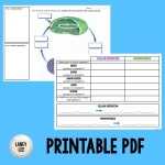 Photosynthesis And Cellular Respiration Worksheet - Laney Lee in Photosynthesis And Respiration Worksheet