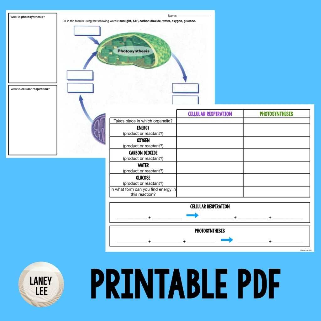Photosynthesis And Cellular Respiration Worksheet - Laney Lee in Photosynthesis And Respiration Worksheet