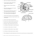 Photosynthesis And Cellular Respiration Worksheet Pdf – Goorganic Pertaining To Photosynthesis And Respiration Worksheet