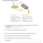 Photosynthesis And Respiration Worksheet – Word Worksheet Within Photosynthesis And Respiration Worksheet Answers