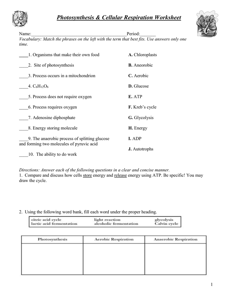Photosynthesis &amp; Cellular Respiration Worksheet regarding Photosynthesis And Cellular Respiration Worksheet