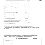 Photosynthesis & Cellular Respiration Worksheet With Regard To Cellular Respiration Worksheet Key