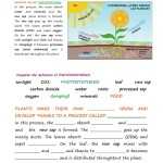 Photosynthesis Worksheet Answer Key – Organicled For Photosynthesis Diagrams Worksheet Answers