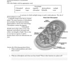 Photosynthesis Worksheet High School — Db-Excel in Photosynthesis Worksheet High School