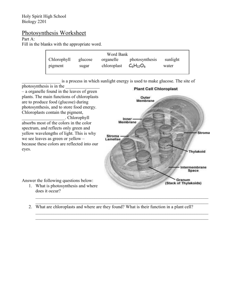 Photosynthesis Worksheet High School — Db-Excel in Photosynthesis Worksheet High School