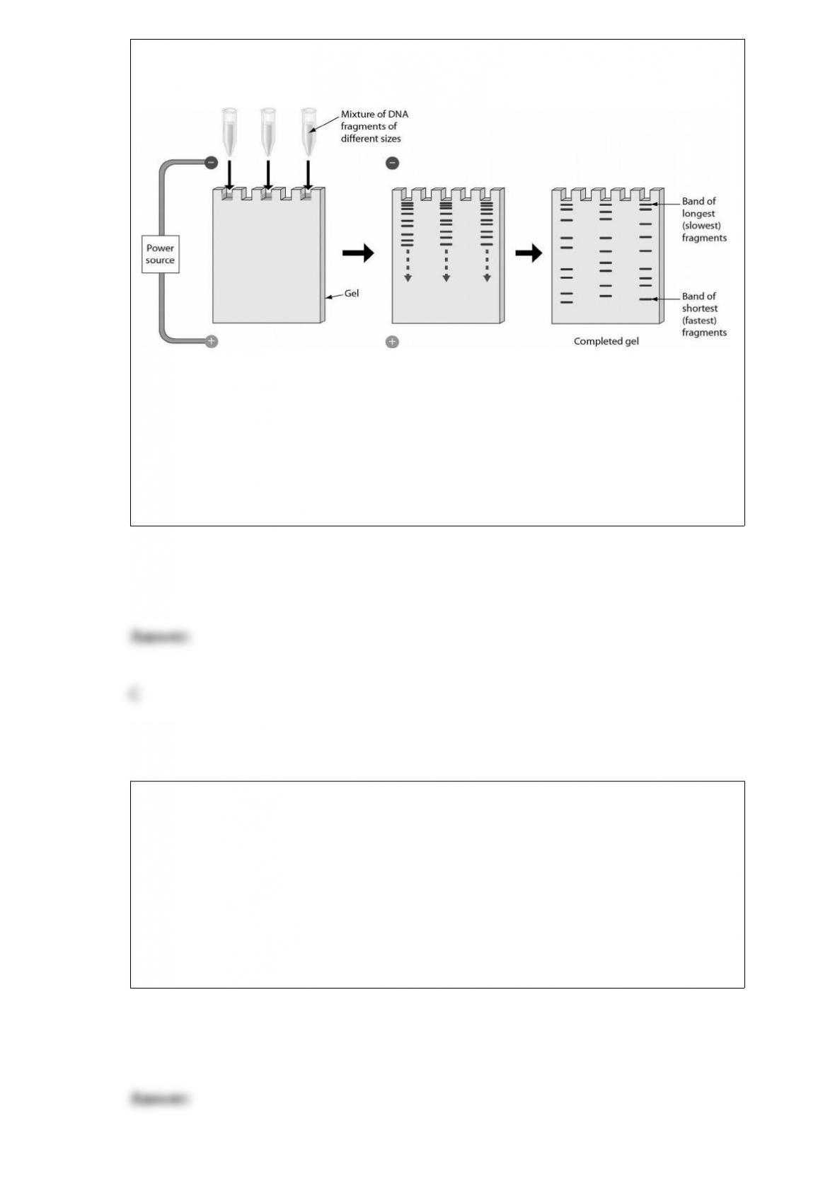 Pivot Interactives Gel Electrophoresis Answers : 31 Gel Electrophoresis within Gel Electrophoresis Worksheet Answers