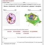 Plant And Animal Cell Activity Worksheets – 13Worksheets For Animal And Plant Cells Worksheet