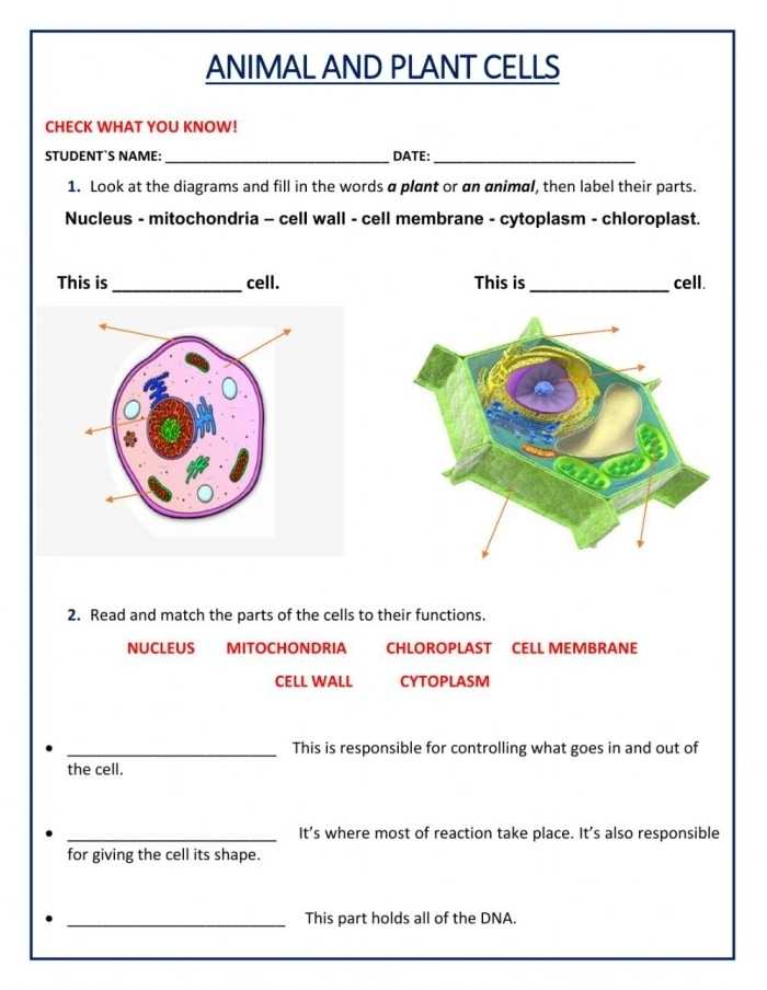 Plant And Animal Cell Activity Worksheets - 13Worksheets For Animal And Plant Cells Worksheet