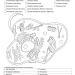 Plant And Animal Cell Coloring Worksheets — Db Excel With Animal And Plant Cells Worksheet