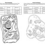 Plant Animal Cell Coloring Sheets – Find Creative Idea Pertaining To Plant Cell Coloring Worksheet