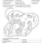 Plant Cell Coloring Pdf Answer Key Biologycorner – Animal And Plant Cell Labeling / Animal Throughout Plant Cell Worksheet Answers