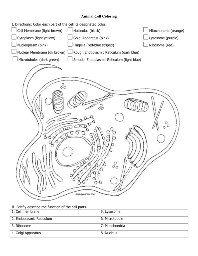 Plant Cell Coloring Pdf Answer Key Biologycorner - Animal And Plant Cell Labeling / Animal Throughout Plant Cell Worksheet Answers
