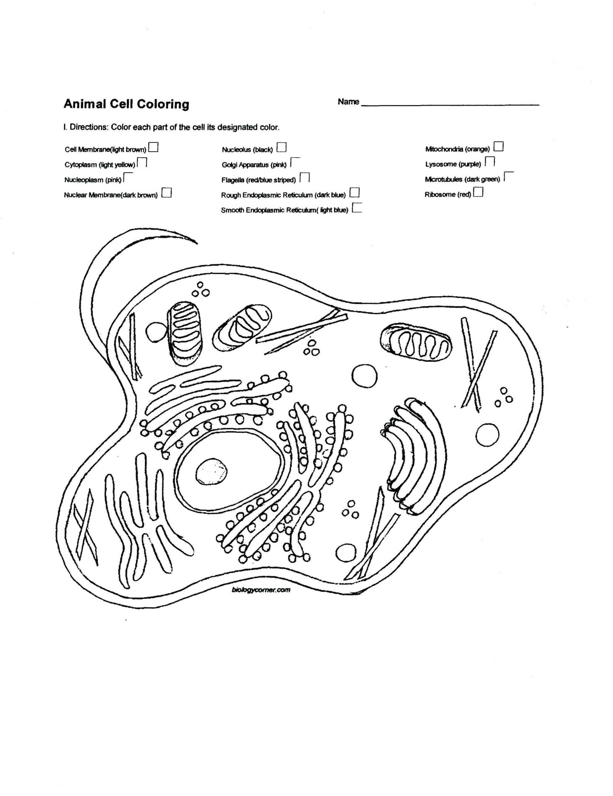 Plant Cell Coloring Pdf Answer Key Biologycorner - Animal And Plant Intended For Label Plant Cell Worksheet