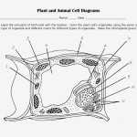 Plant Cell Drawing With Labels At Paintingvalley Explore — Db Excel Throughout Label Plant Cell Worksheet